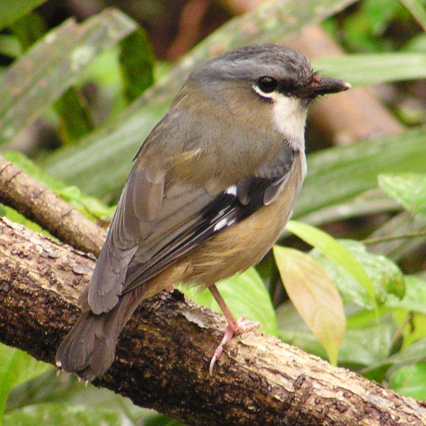 Ashy Robin