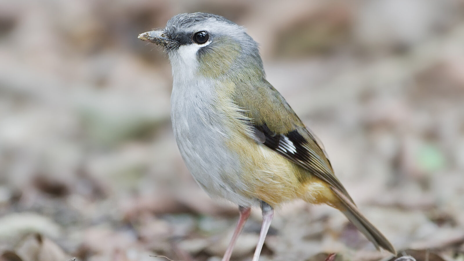 Grey-headed Robin