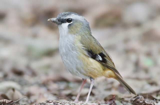 Grey-headed Robin