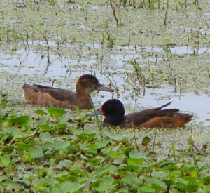 Black-headed Duck