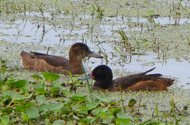 Black-headed Duck