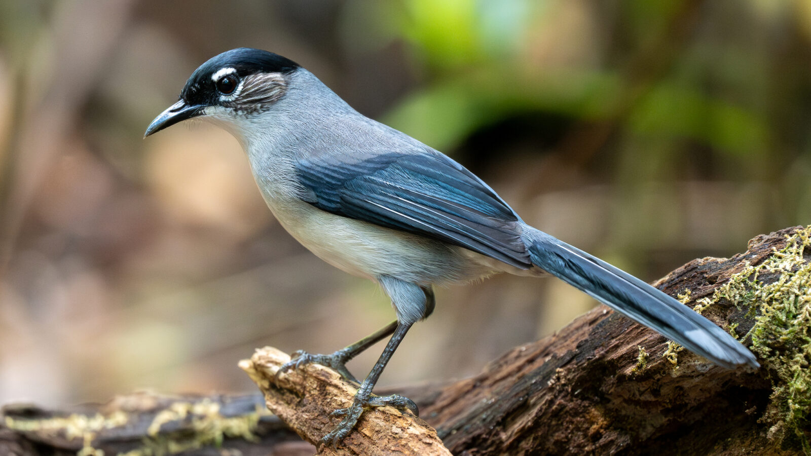 Black-headed Sibia