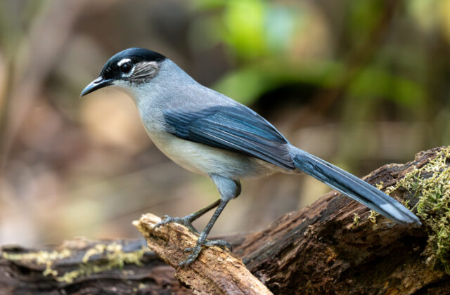 Black-headed Sibia