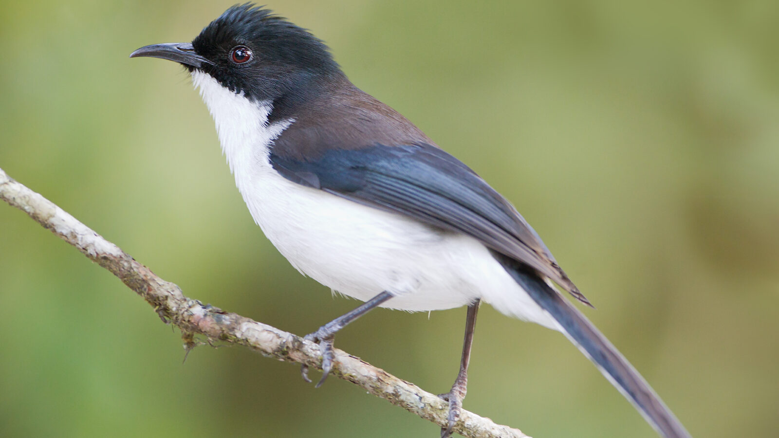 Dark-backed Sibia