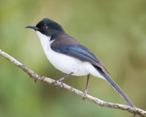 Dark-backed Sibia
