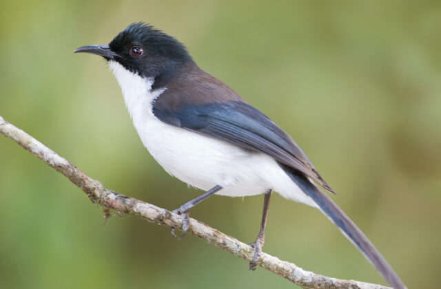 Dark-backed Sibia