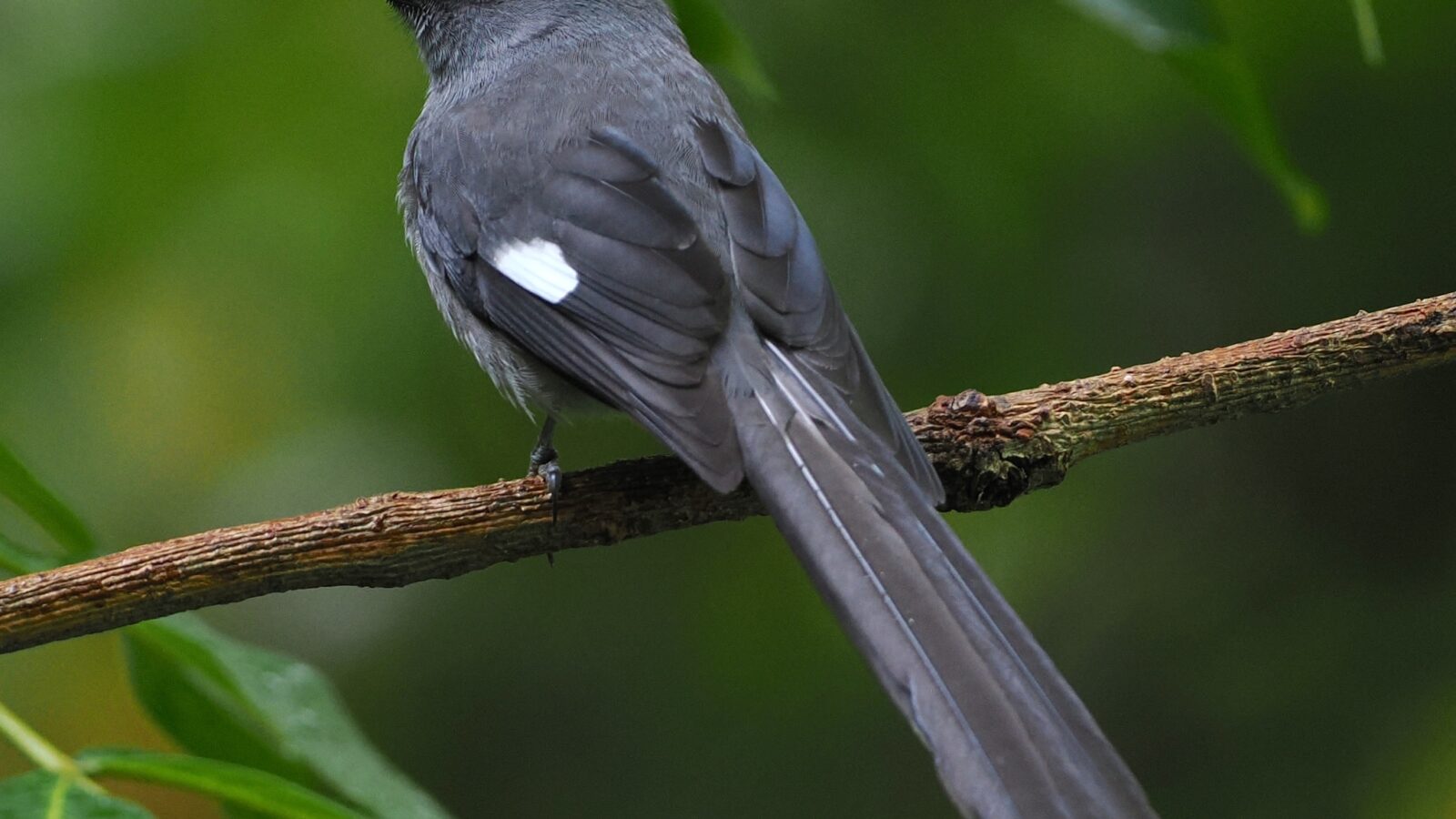 Long-tailed Sibia