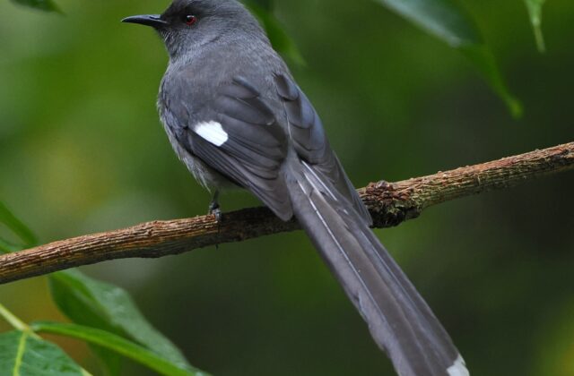 Long-tailed Sibia