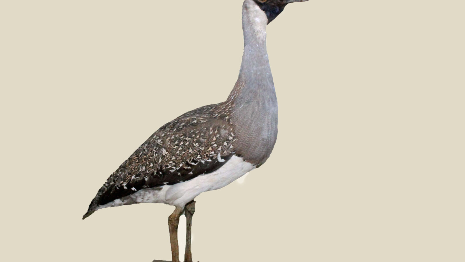 Heuglin’s Bustard