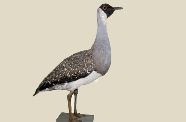 Heuglin’s Bustard
