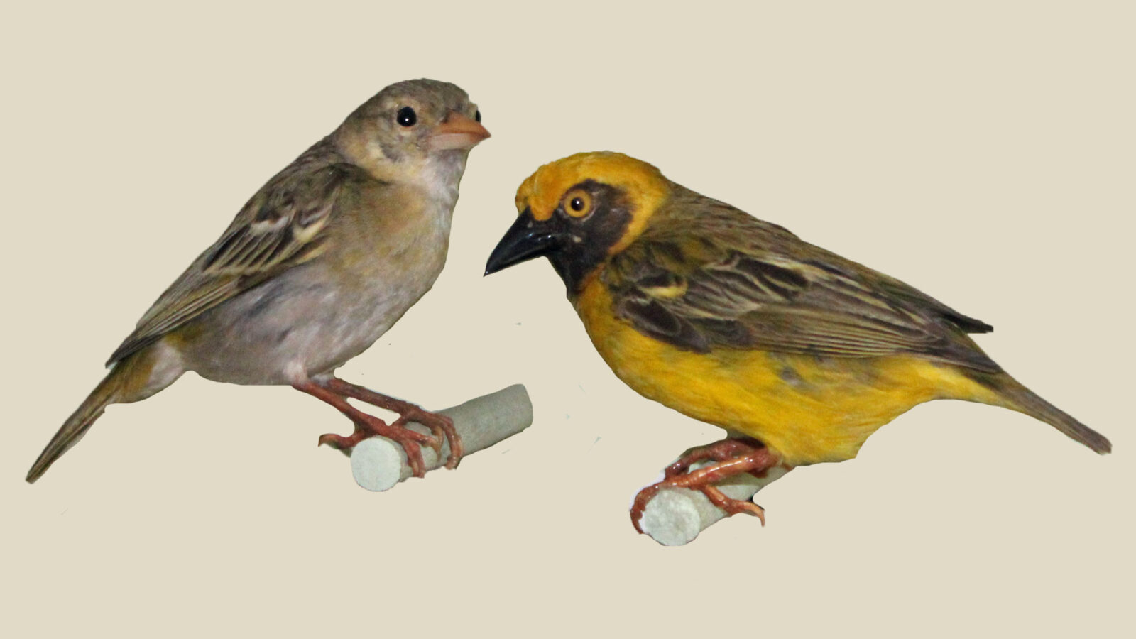 Heuglin’s Masked Weaver