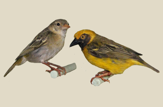 Heuglin’s Masked Weaver