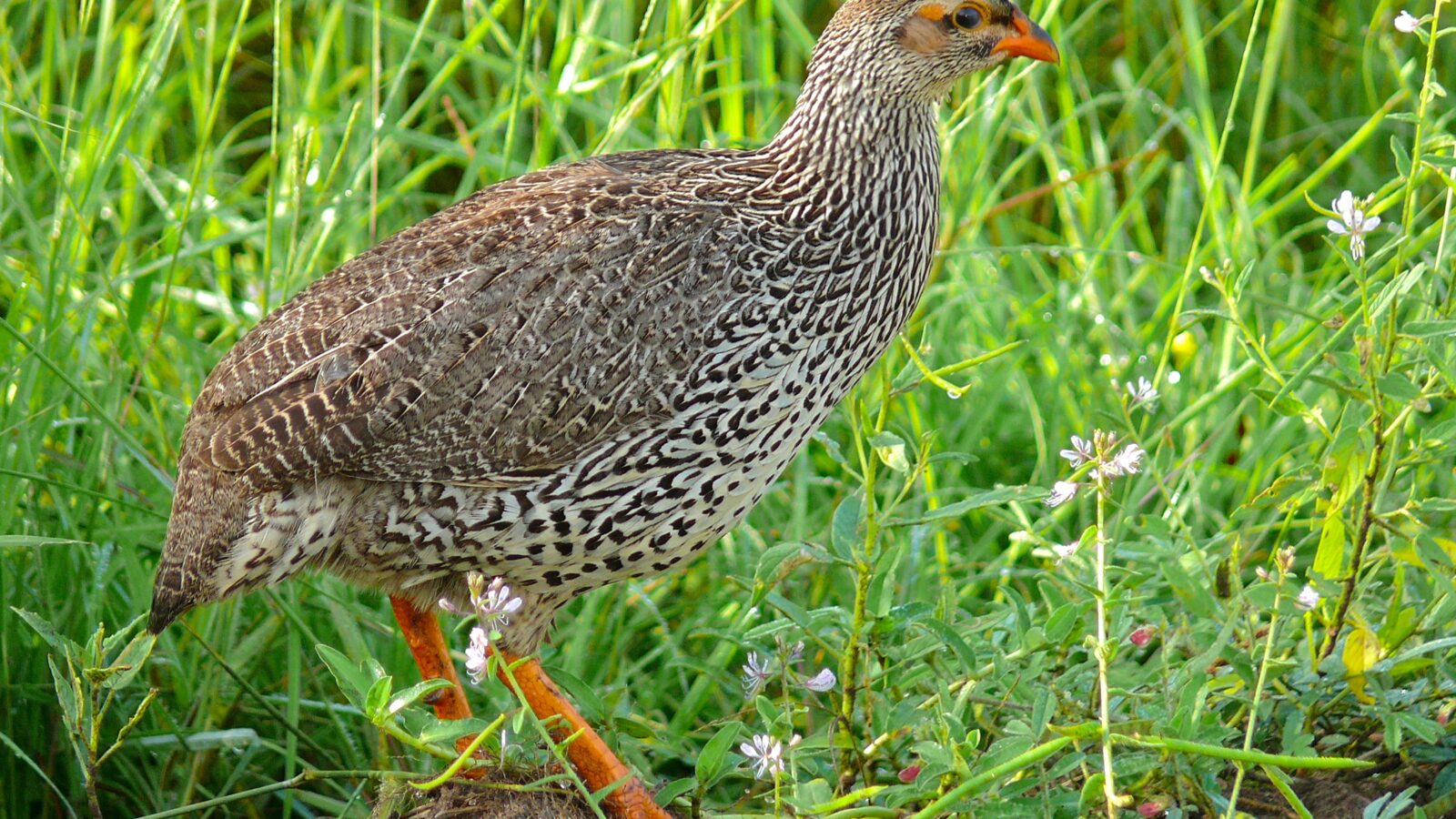 Heuglin’s Spurfowl