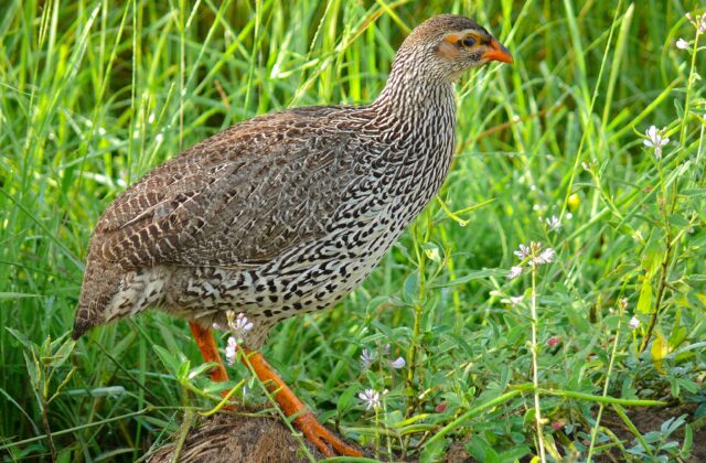Heuglin’s Spurfowl