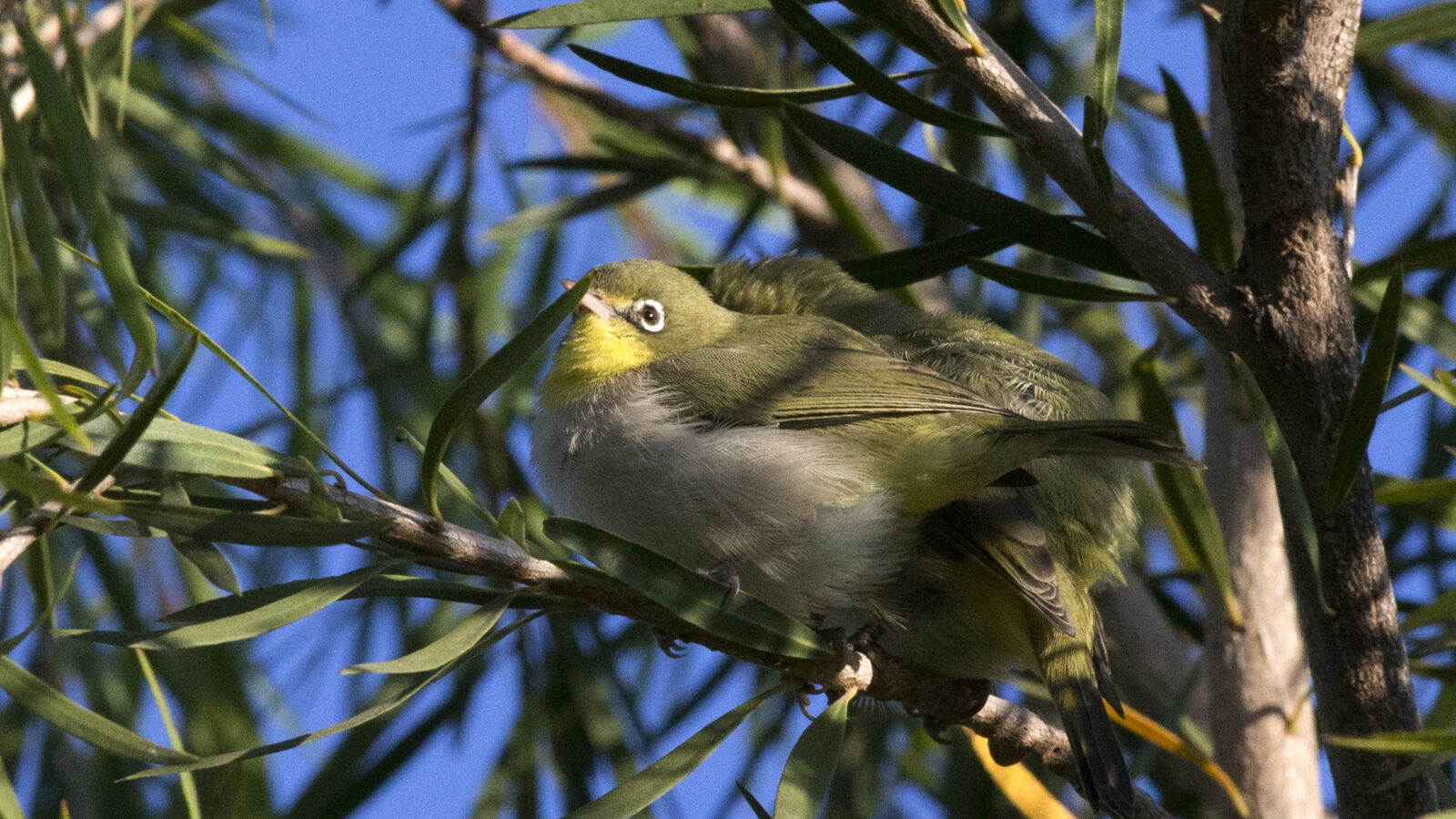 Ethiopian White-eye