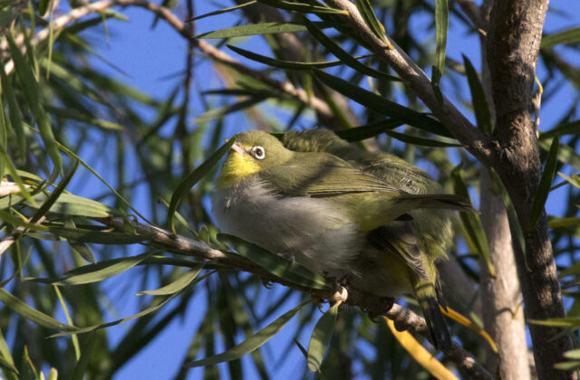 Ethiopian White-eye