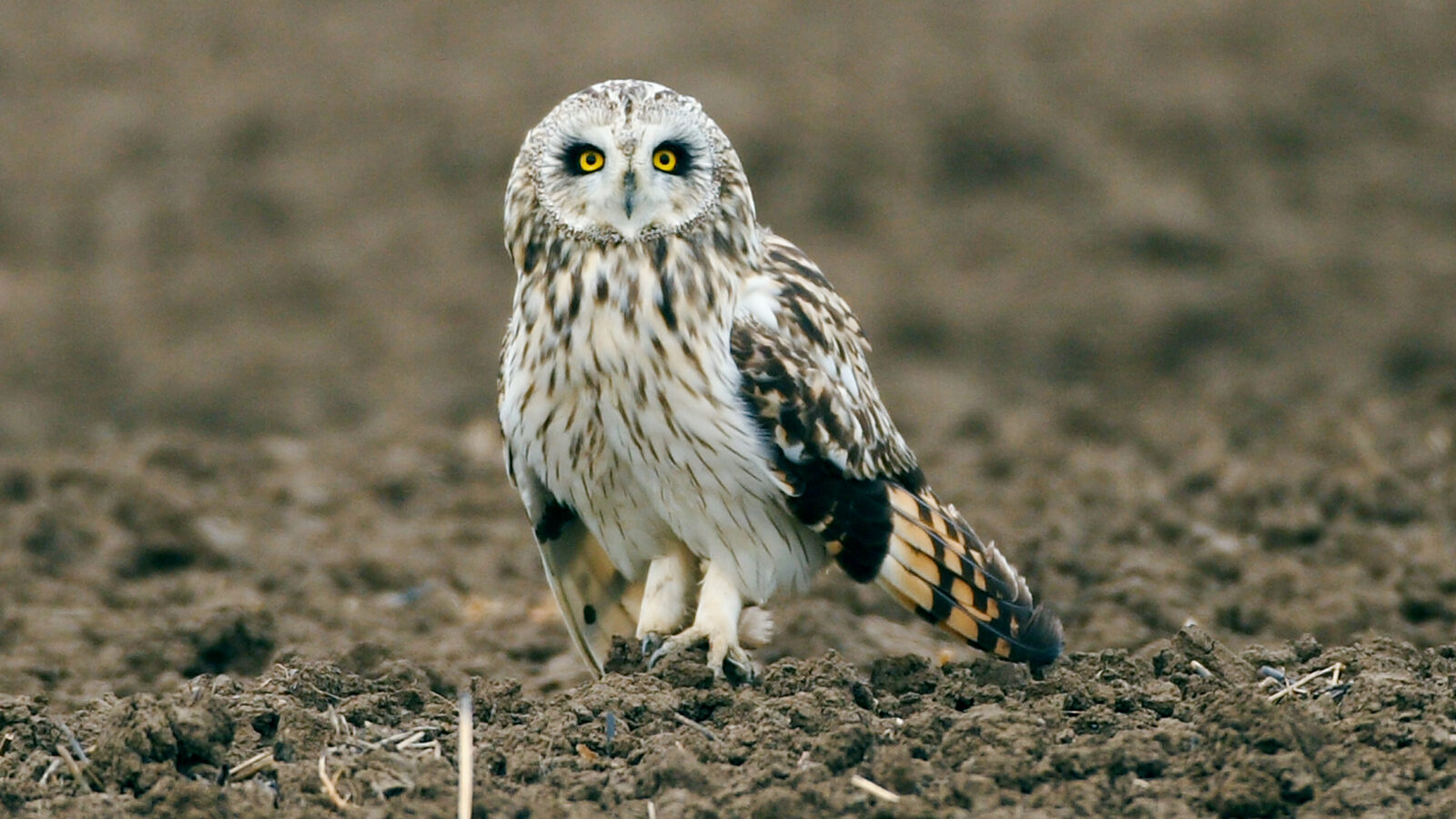 Short-eared Owl