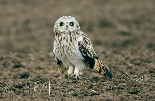 Short-eared Owl