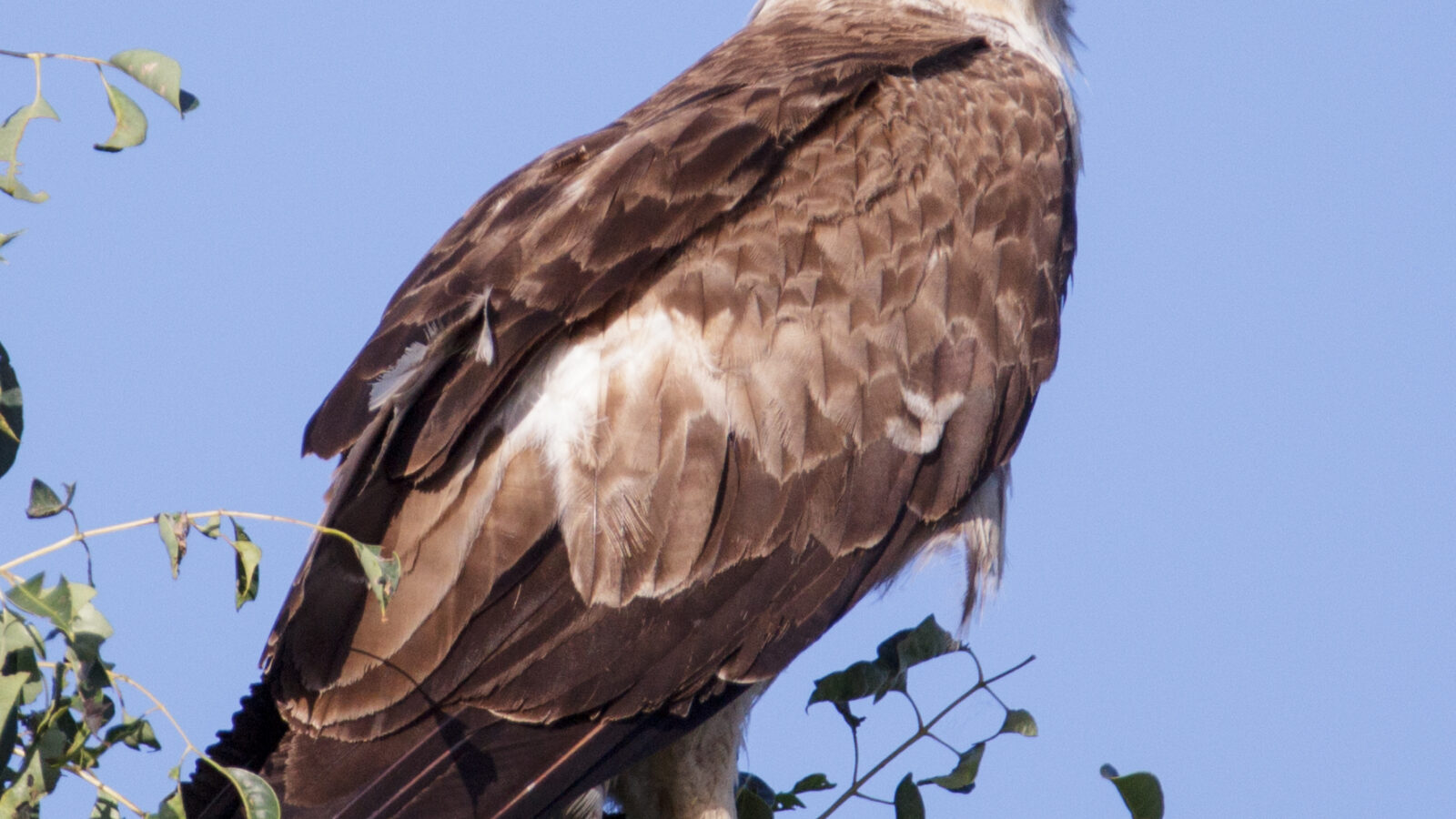Wahlberg’s Eagle