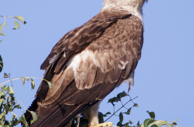 Wahlberg’s Eagle
