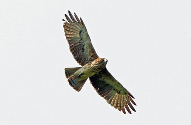 Pygmy Eagle