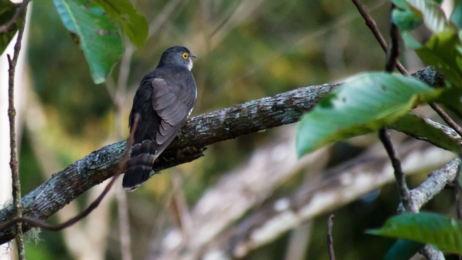 Dark Hawk-Cuckoo