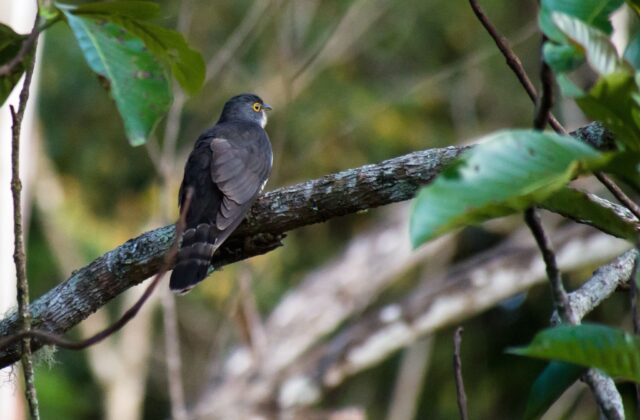 Dark Hawk-Cuckoo