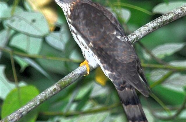 Malaysian Hawk-Cuckoo