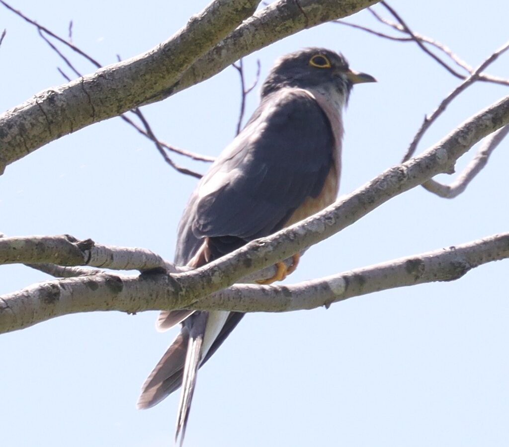 Northern Hawk-Cuckoo