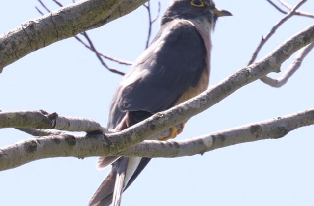 Northern Hawk-Cuckoo