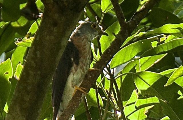 Philippine Hawk-Cuckoo