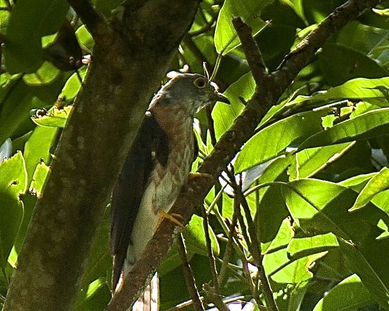 Philippine Hawk-Cuckoo