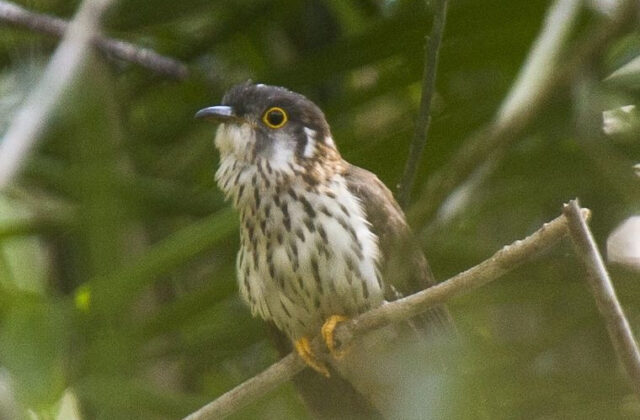 Moustached Hawk-Cuckoo