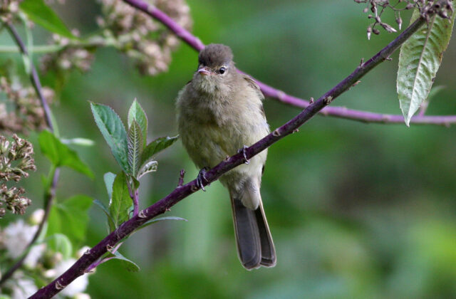 Highland Elaenia