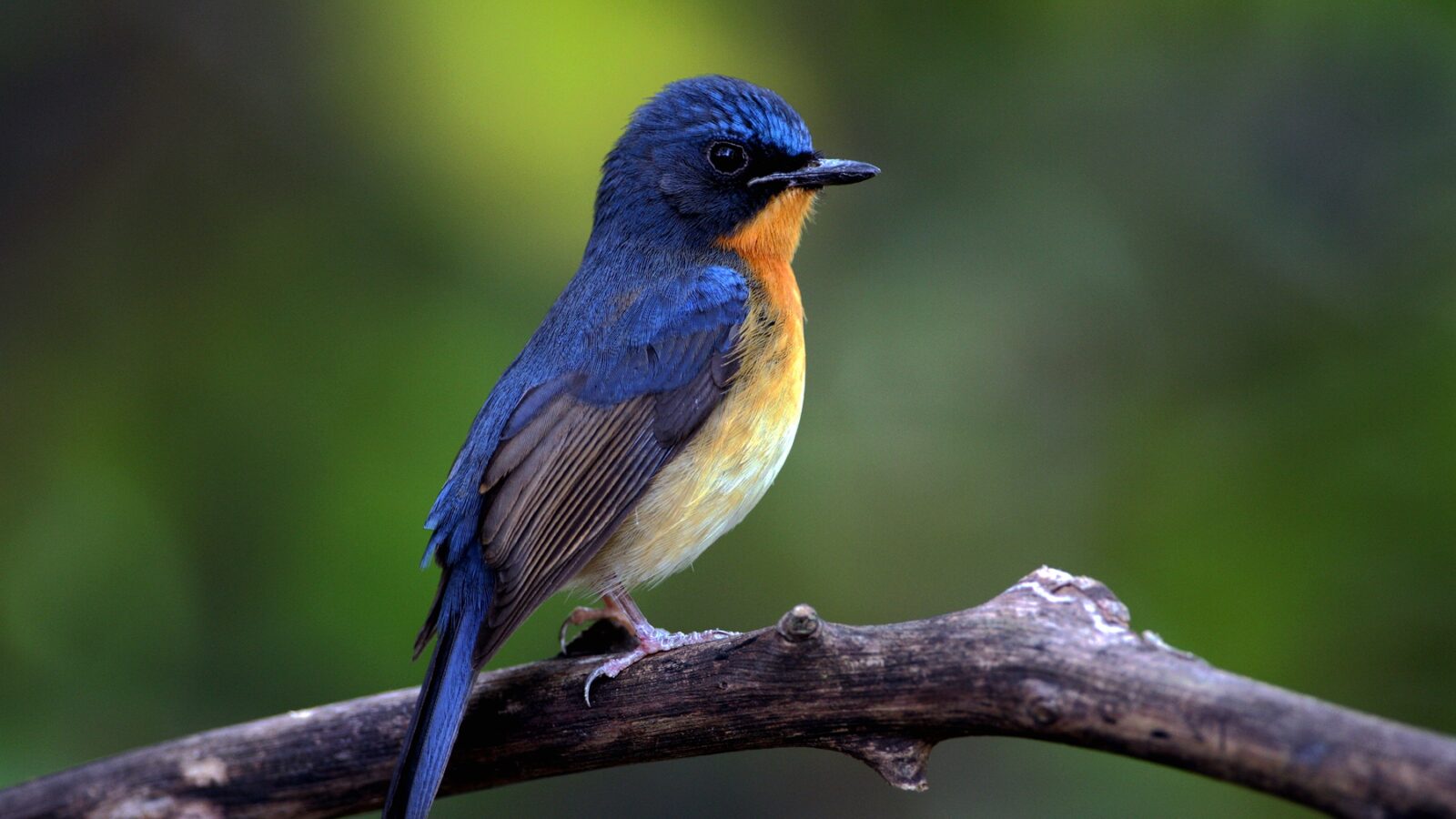 Hill Blue Flycatcher