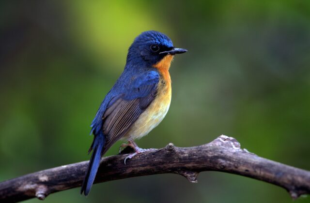Hill Blue Flycatcher