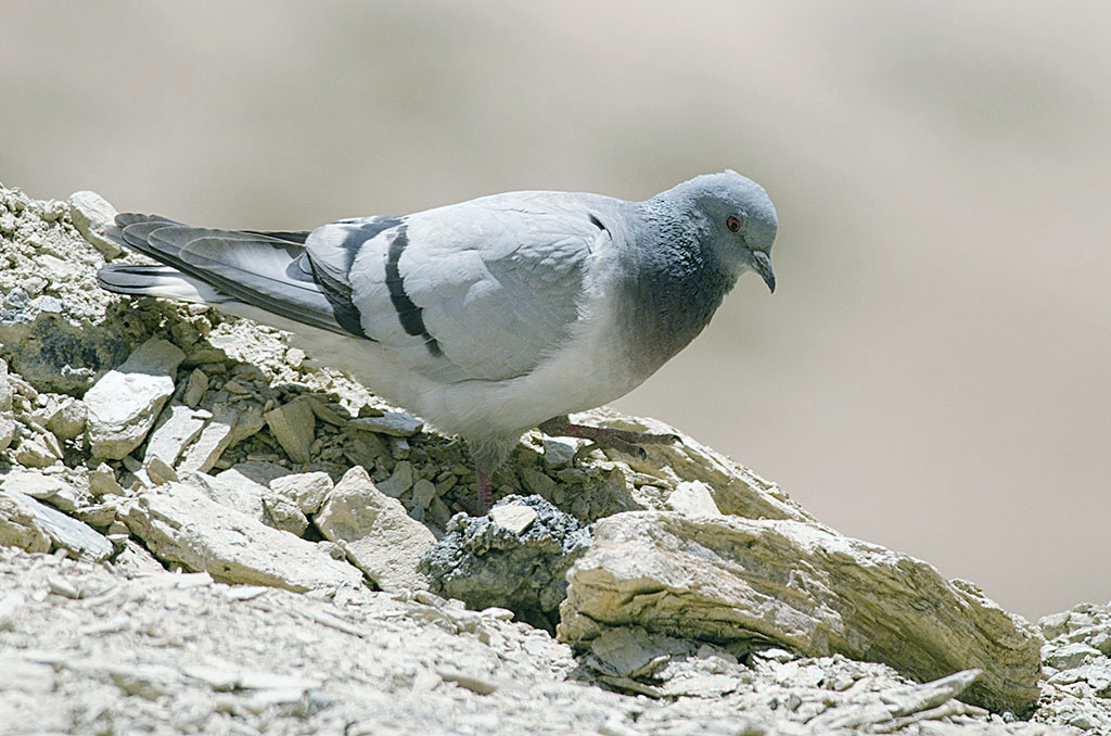 Hill Pigeon