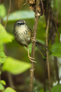Hill Prinia