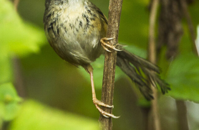 Hill Prinia