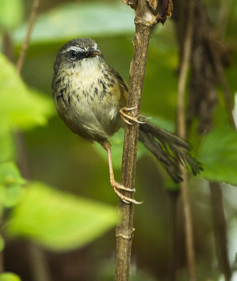 Hill Prinia