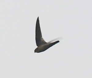 Himalayan Swiftlet