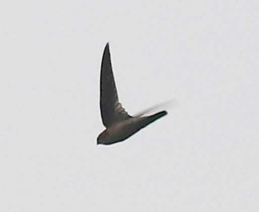 Himalayan Swiftlet