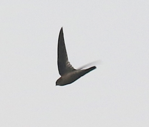 Himalayan Swiftlet