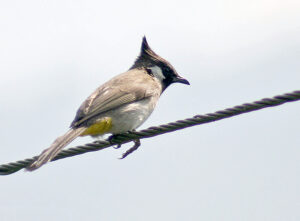 Himalayan Bulbul