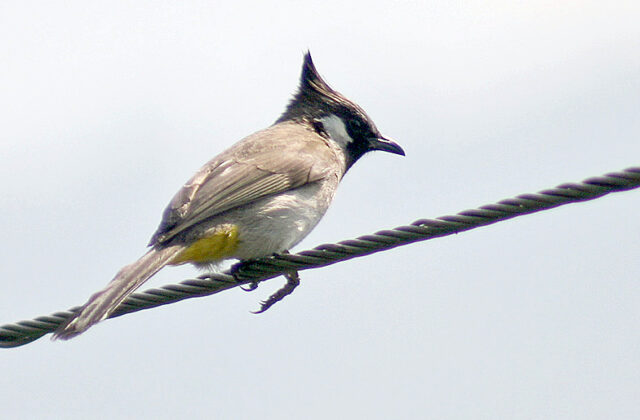 Himalayan Bulbul