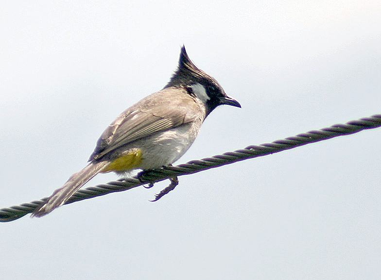 Himalayan Bulbul