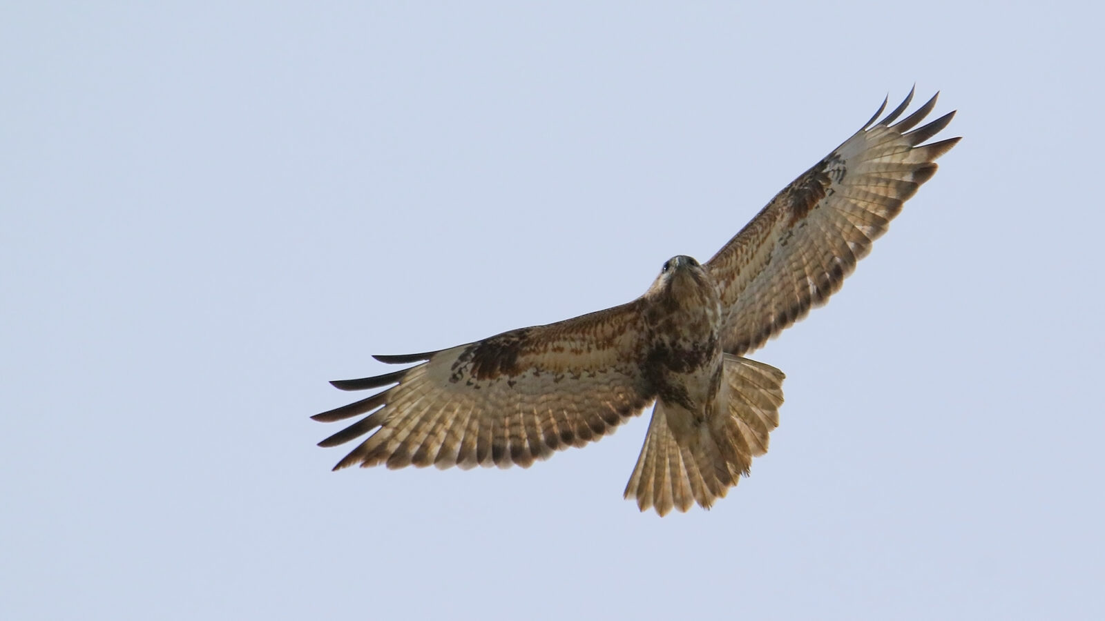 Himalayan Buzzard