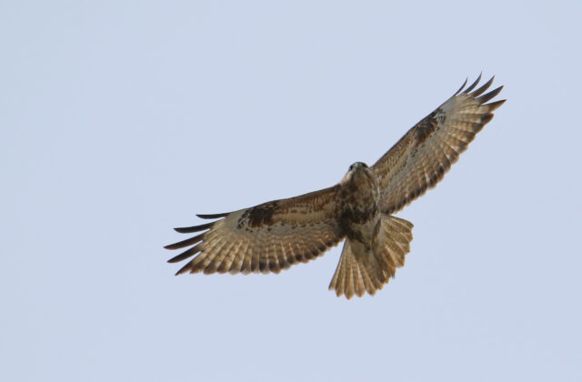 Himalayan Buzzard