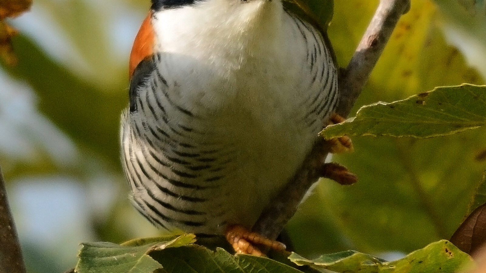 Himalayan Cutia