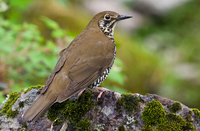 Himalayan Thrush